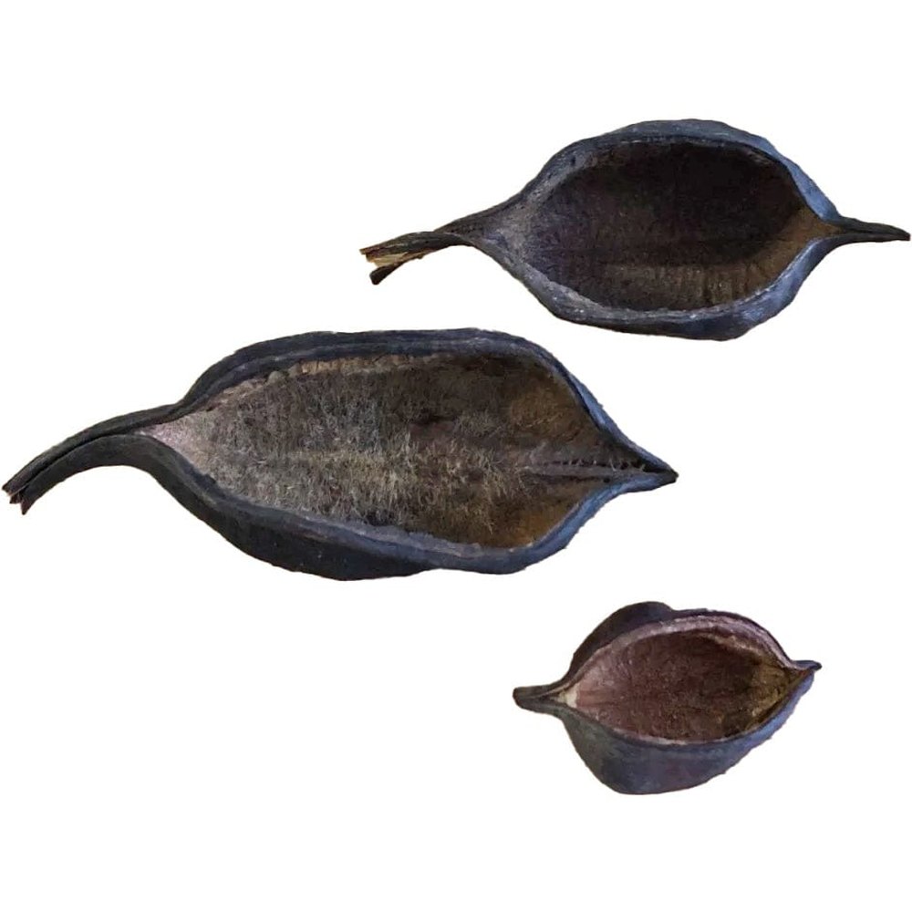 Natural Kurrajong Pods for aquariums — Australian aquatic botanicals