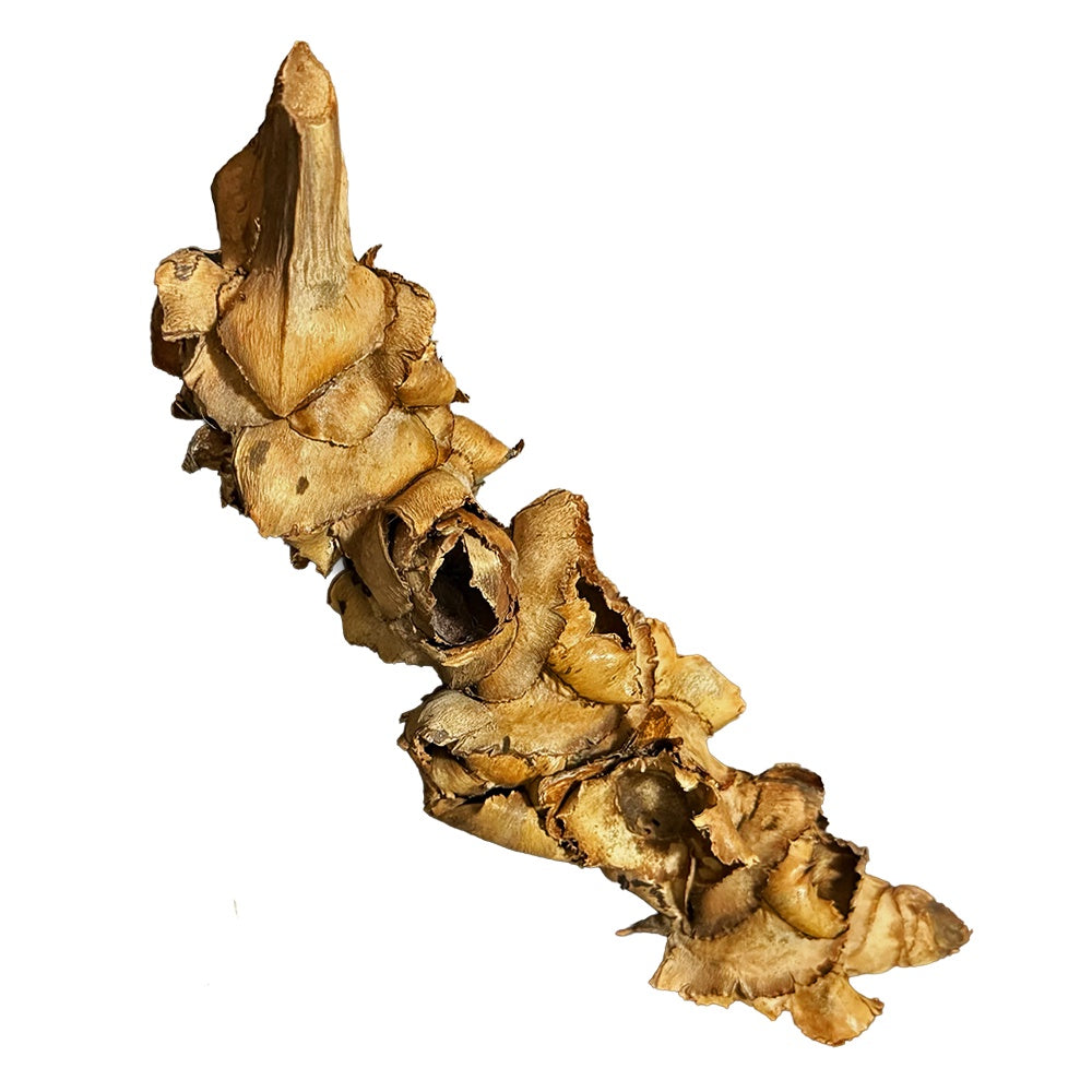 Botanicals Palmyrah Inflorescene (Large)