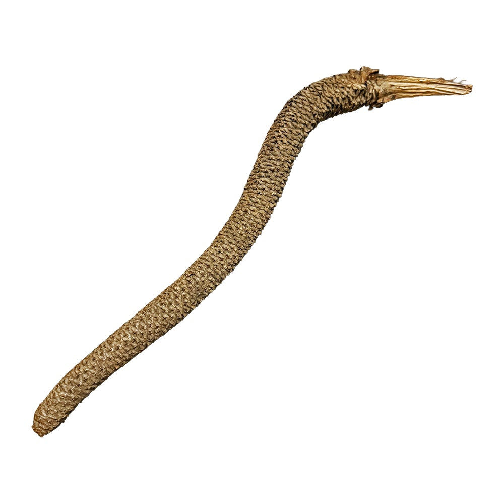 Botanicals Palmyrah Male Flower Stem