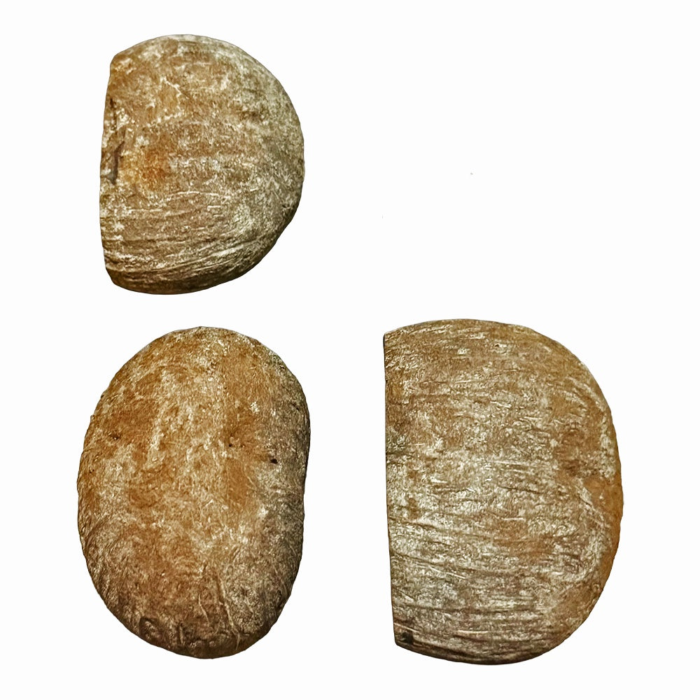 Botanicals Palmyrah Pod