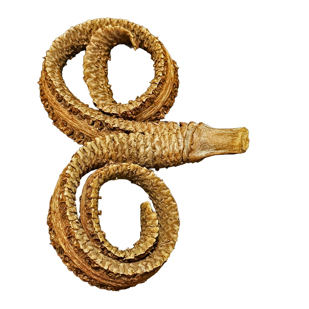 Botanicals Ramshorn Flower Stem (Medium)