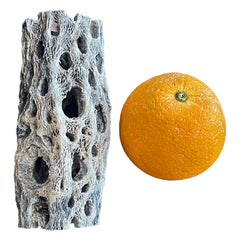 Botanicals Cholla Teddy (Medium)