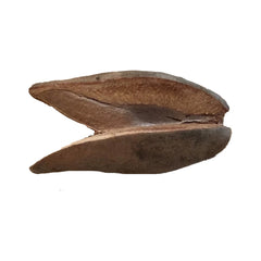 Woody Pear Pod for aquarium use — natural tannin botanical