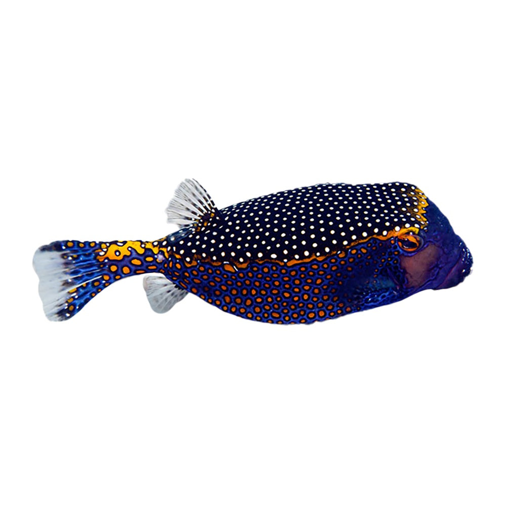 Boxfish Spotted (Ostracion Meleagris)