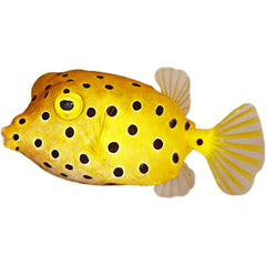 Yellow boxfish 