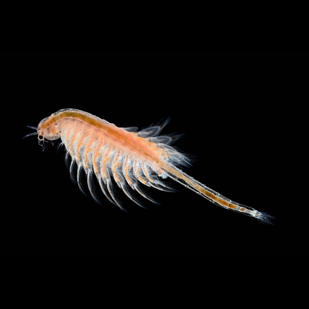 Live Adult Brine Shrimp (Artemia)