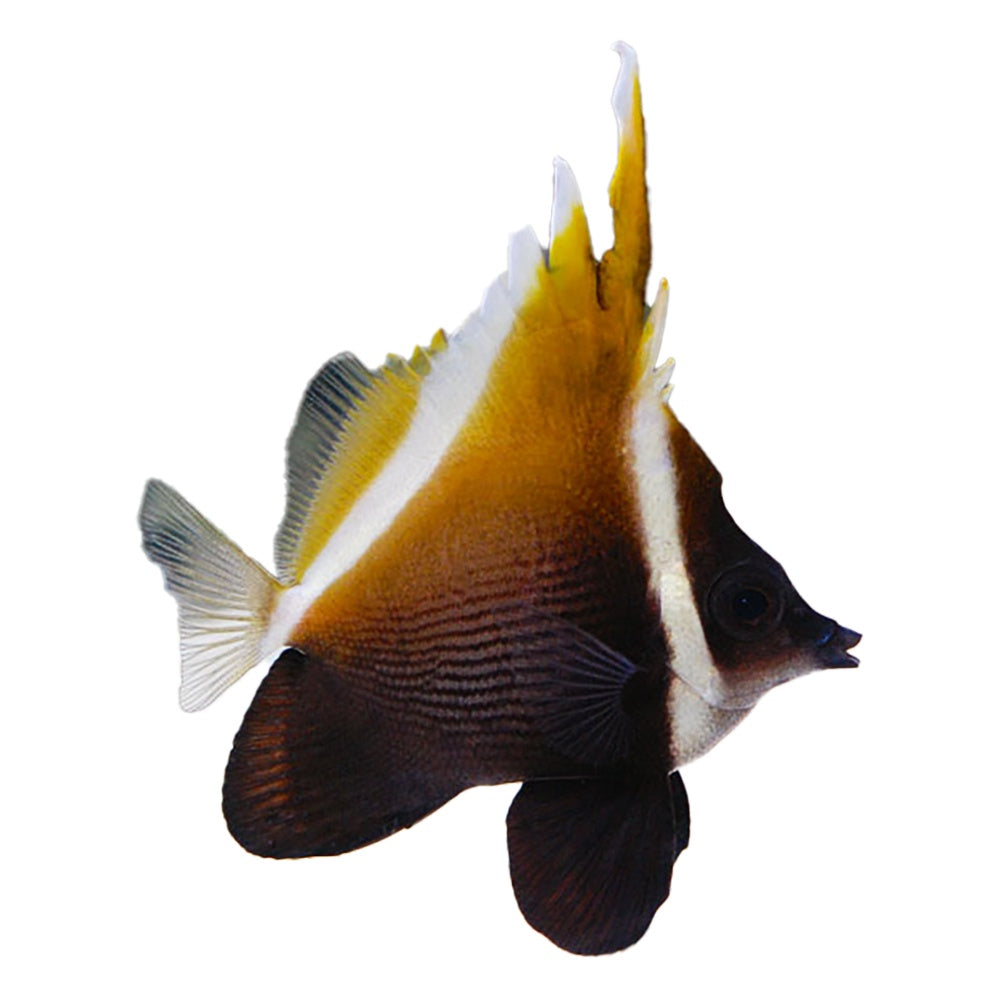 Brown Masked Bannerfish (Heniochus Monoceros)
