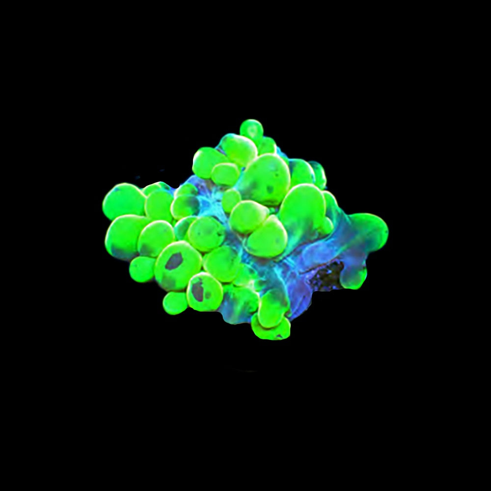 Bubble Coral Toxic Green