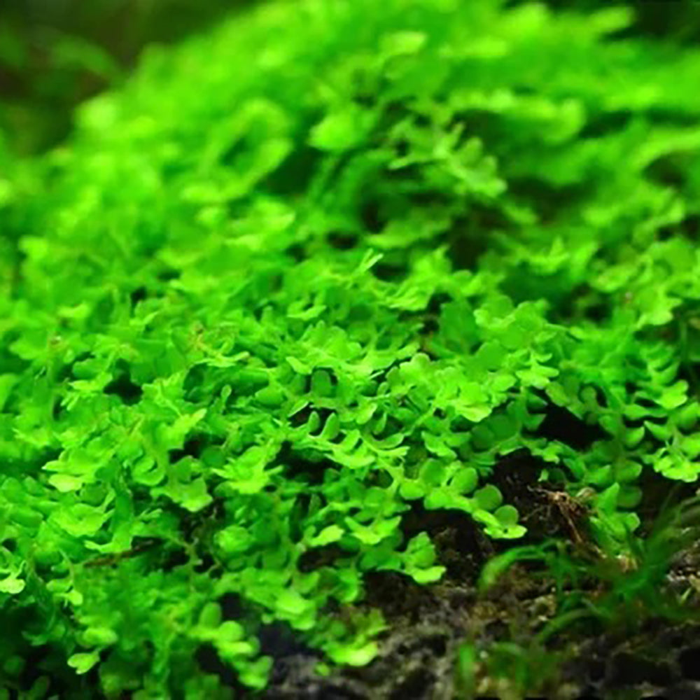 Buce Moss - Solenostoma Tetragonum (5x5cm)