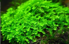 Buce Moss - Solenostoma Tetragonum (5x5cm)