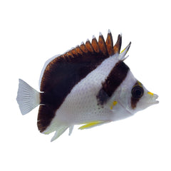 Burgess Butterfly (Chaetodon Burgessi)