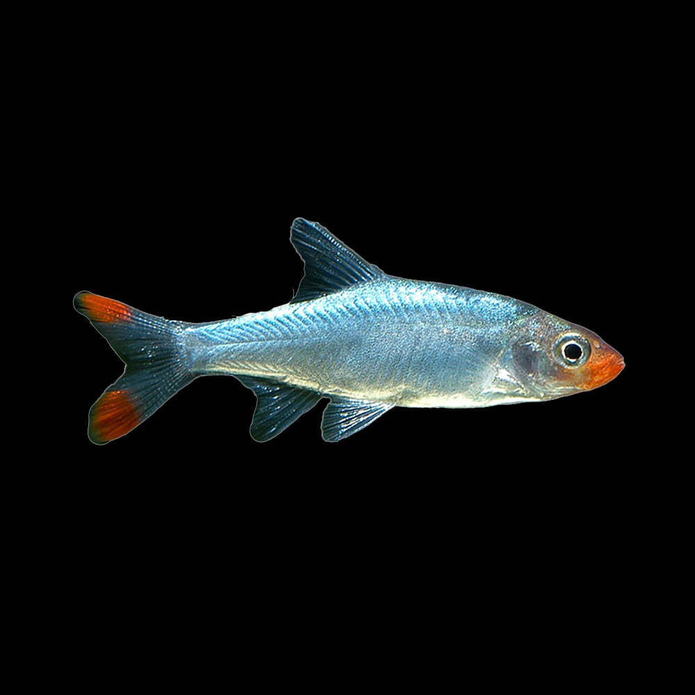 Rasbora Burmese Rummynose (Sawbwa Resplendens)