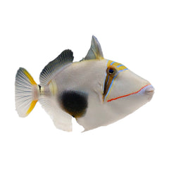 Bursa Triggerfish (Sufflamen Bursa)