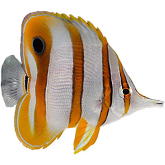 Copperband Butterflyfish with orange vertical stripes