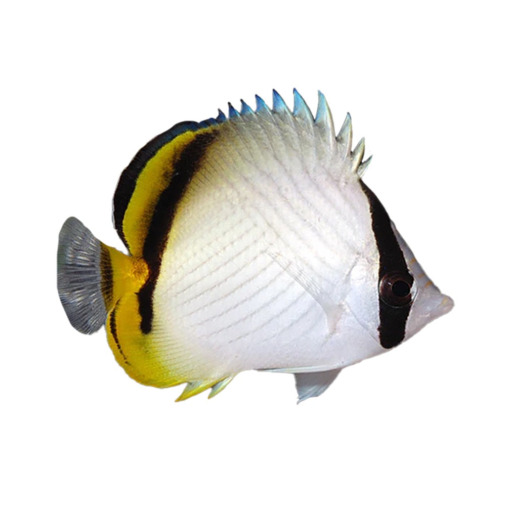 Butterfly Vagabond's (Chaetodon Vagabundus)