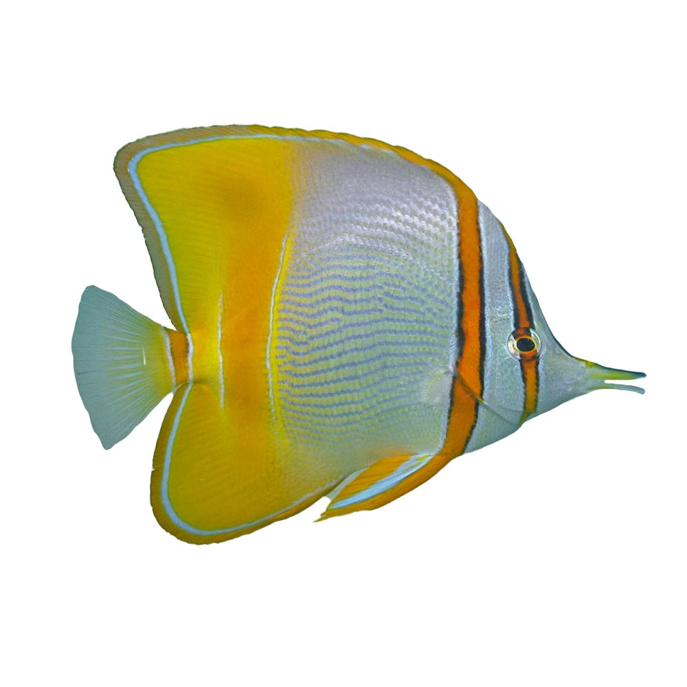 Butterflyfish Marginal (Chelmon Marginalis)
