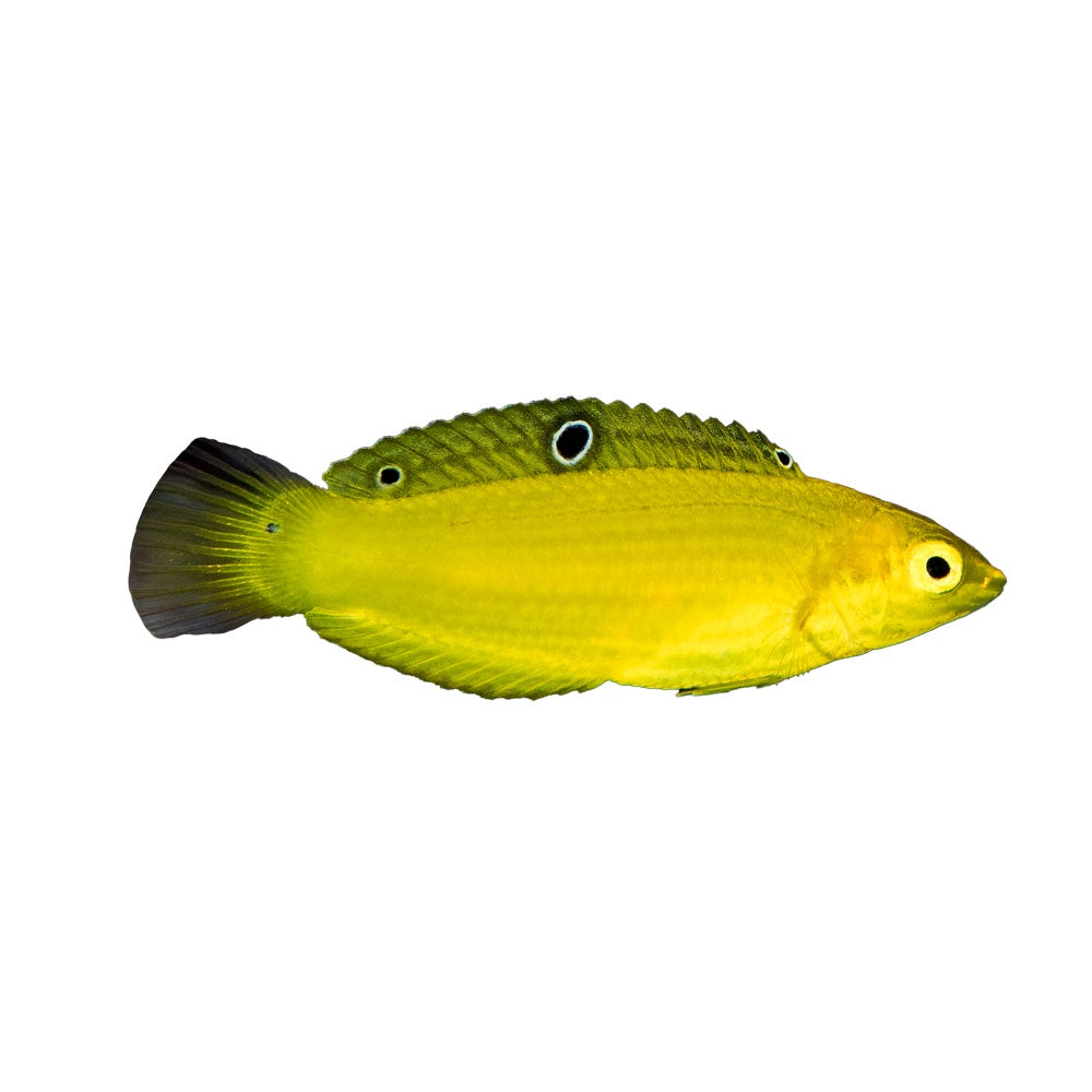 Banana Wrasse (Halichoeres Chrysus)