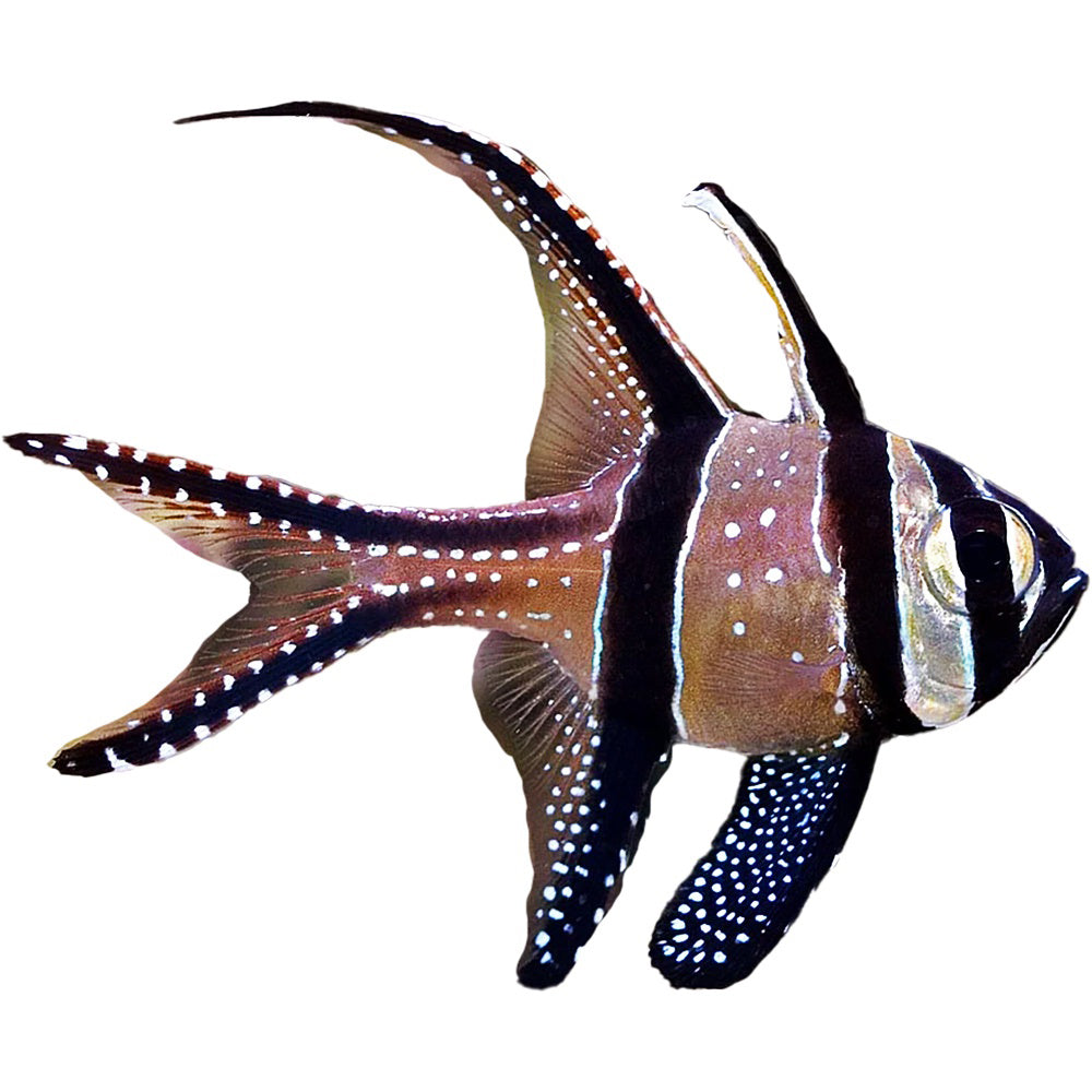 Cardinal Banggai (Pterapogon Kauderni)