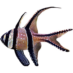 Pterapogon kauderni with black and silver stripes