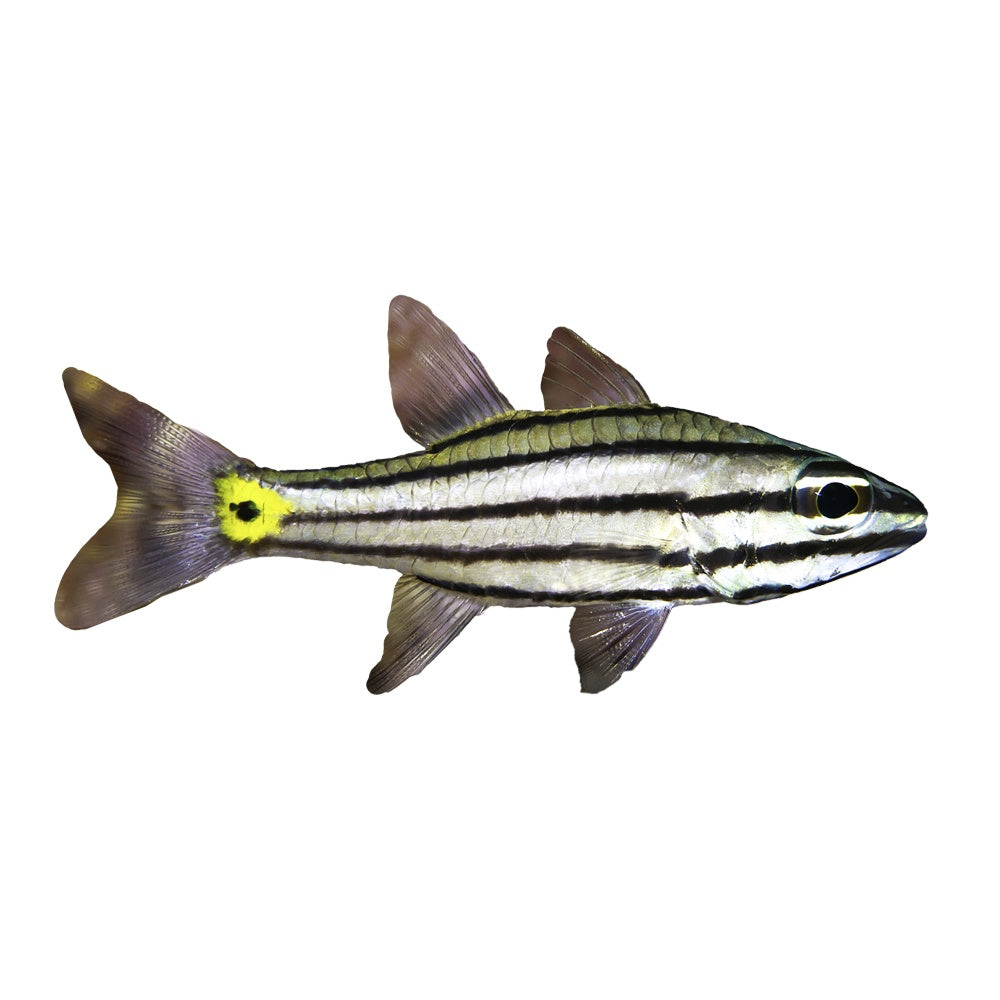 Cardinal Fish Five Lined
