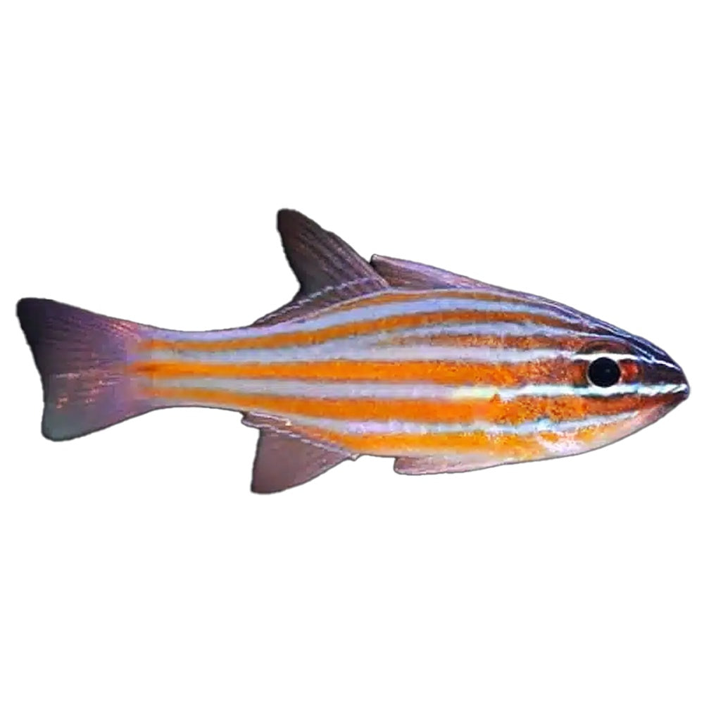 Cardinal Gold Striped (Ostorhinchus Cyanosoma)