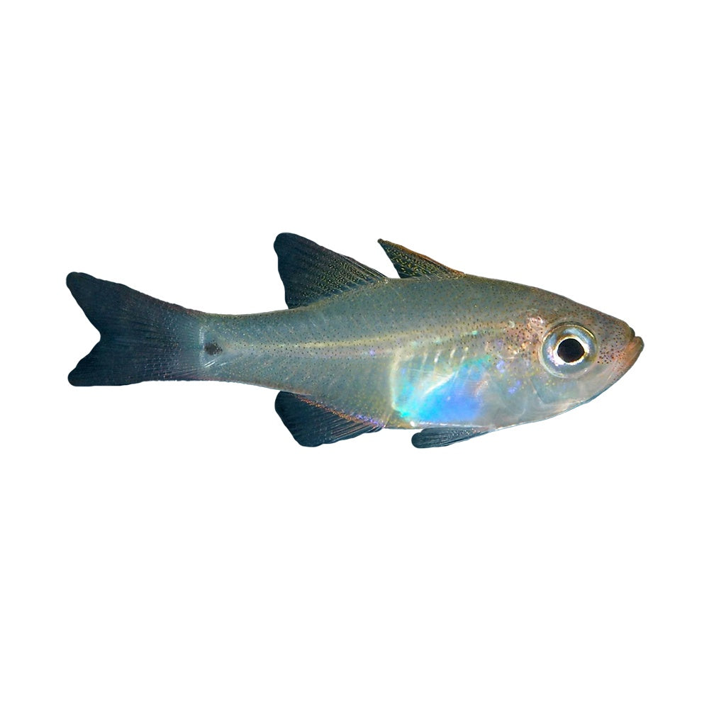 Cardinal Glass Fish