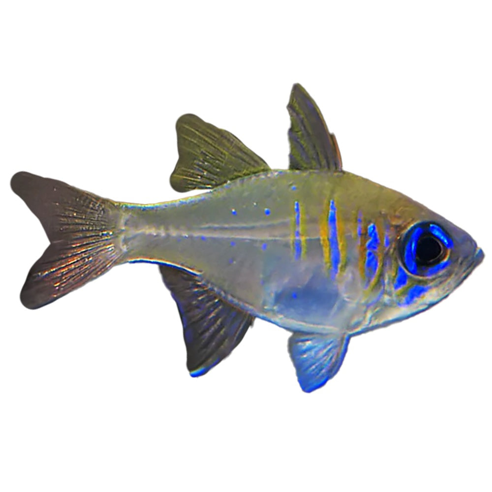 Cardinal Threadfin (Zoramia Leptacantha)