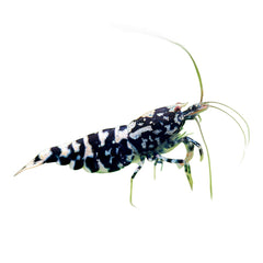 Shrimp Black Galaxy