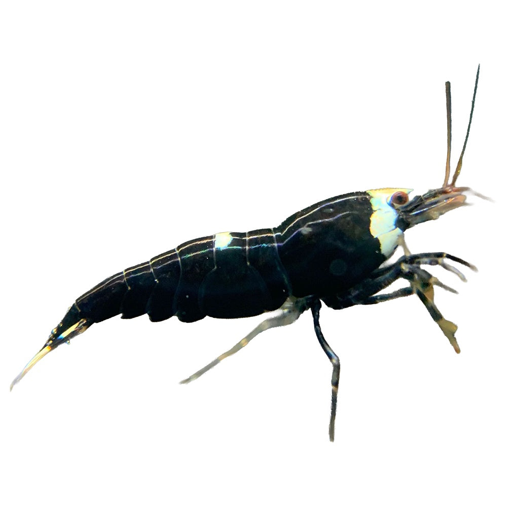 Shrimp Black Ninja