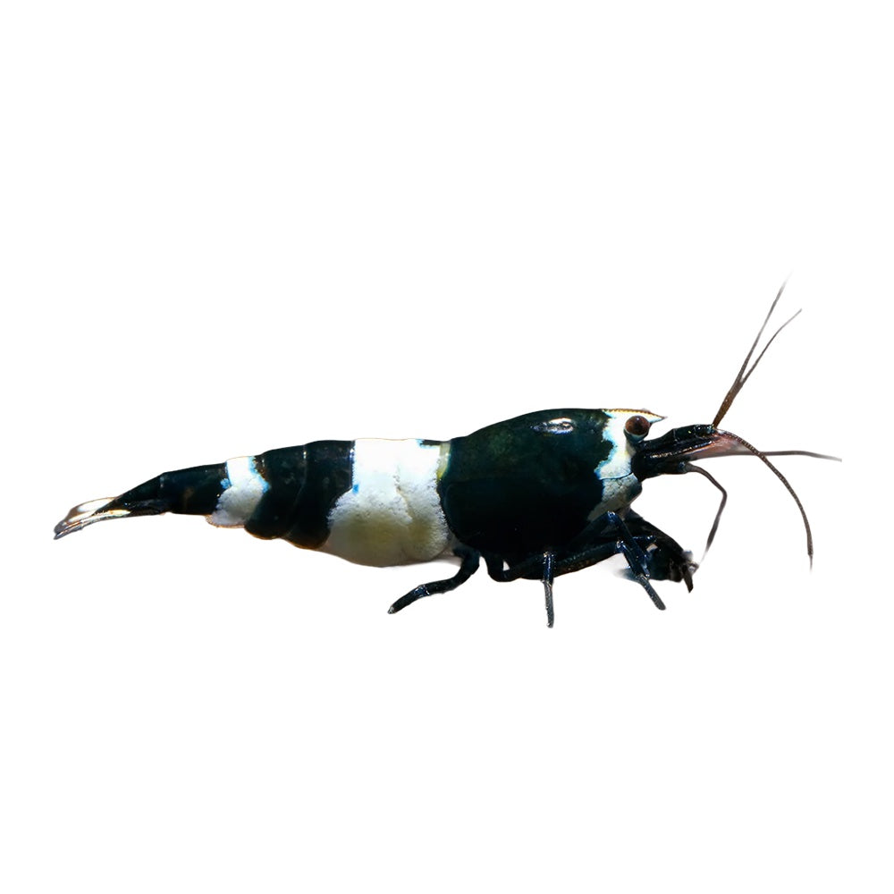 Shrimp Black Panda