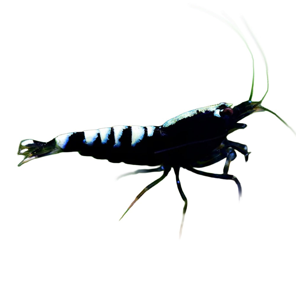 Shrimp Black Pinto