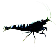 Shrimp Black Pinto