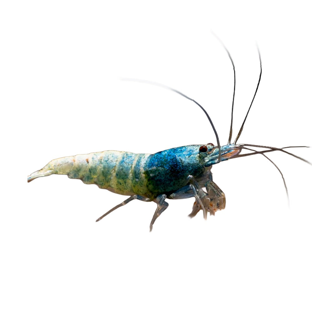 Shrimp Blue Steel