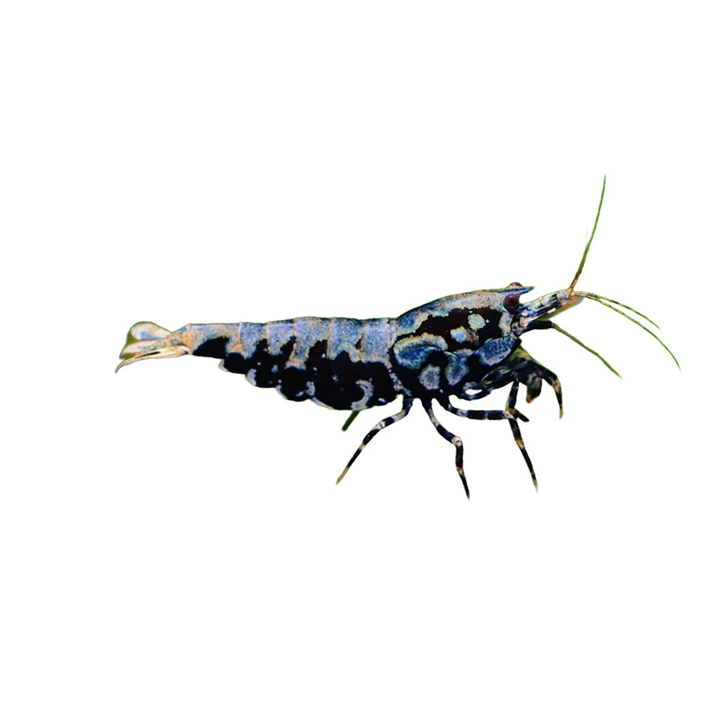 Shrimp BOA Black