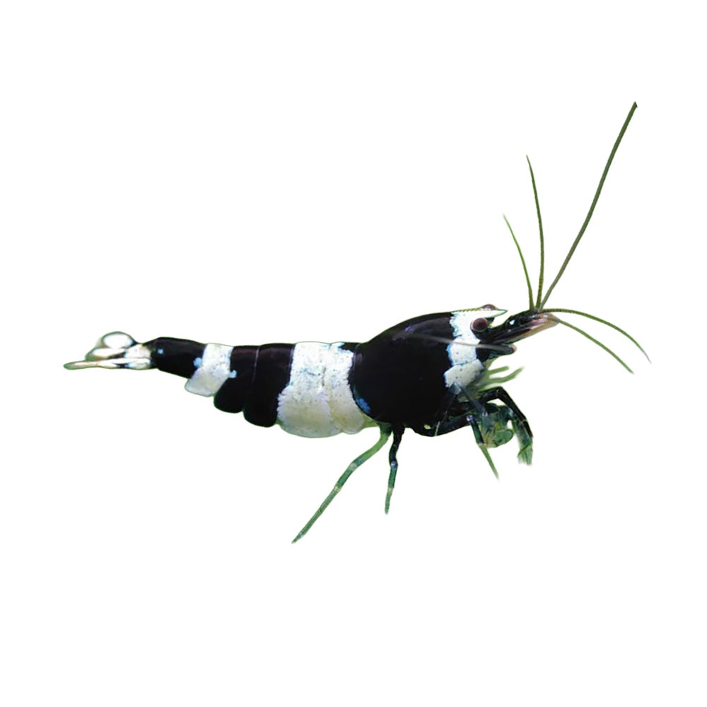 Shrimp Black Crystal PBL