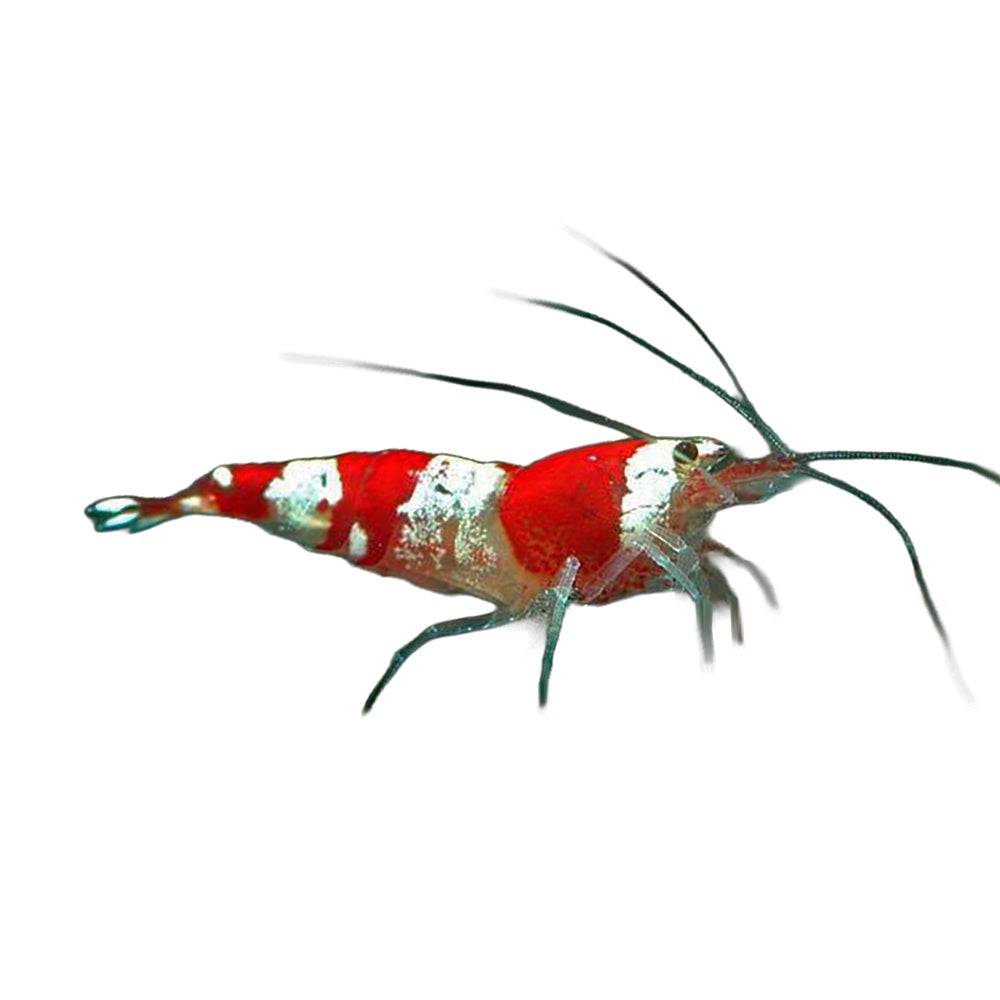 Shrimp Red Crystal B Grade