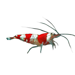 Shrimp Red Crystal B Grade