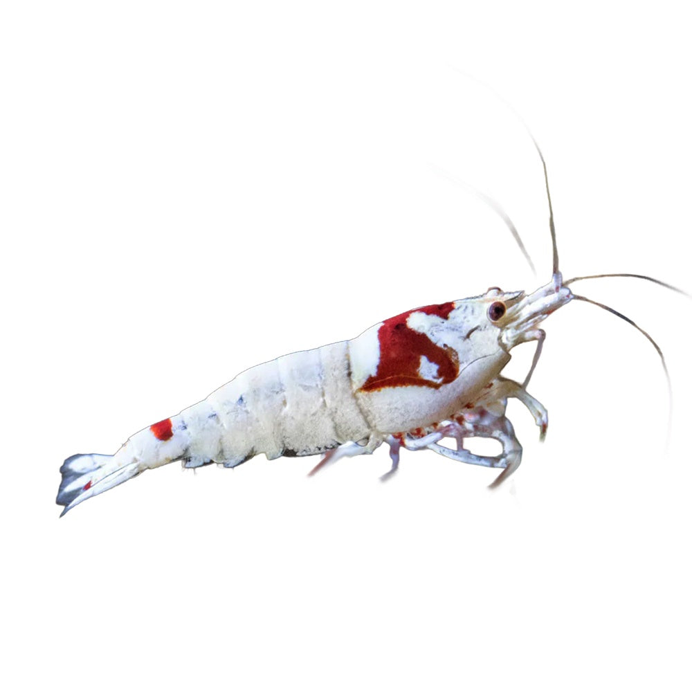 Shrimp Red Crystal PRL