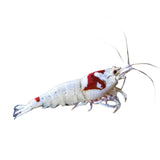 Shrimp Red Crystal PRL