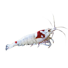 Shrimp Red Crystal PRL