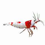 Shrimp Red Crystal PRL