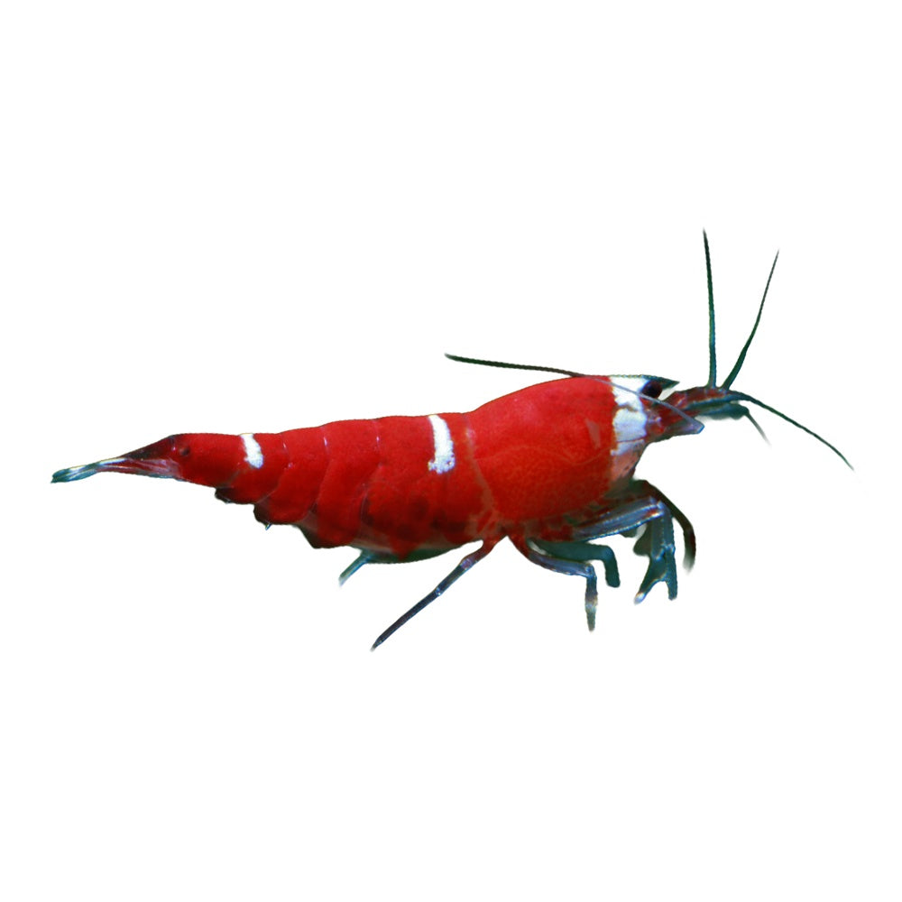 Shrimp Super Red Crystal