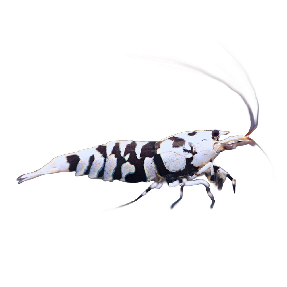 Shrimp Fancy Black Tiger