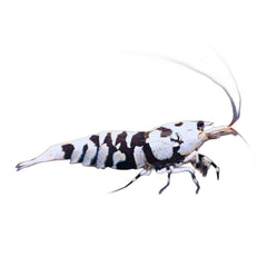 Shrimp Fancy Black Tiger