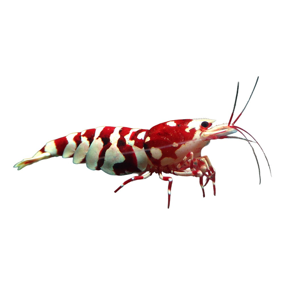 Red Fancy Tiger Shrimp