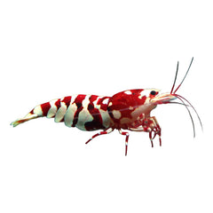 Red Fancy Tiger Shrimp