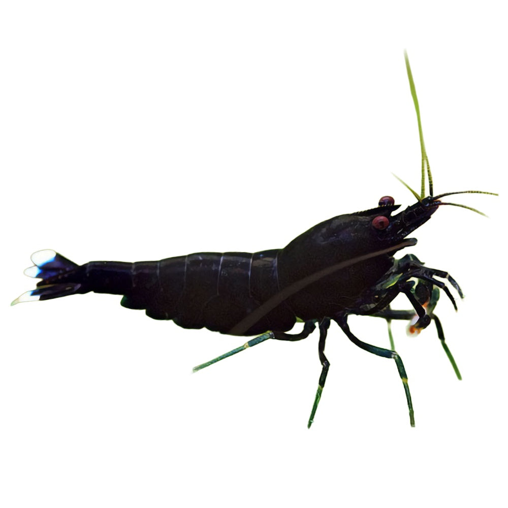 Shrimp King Kong