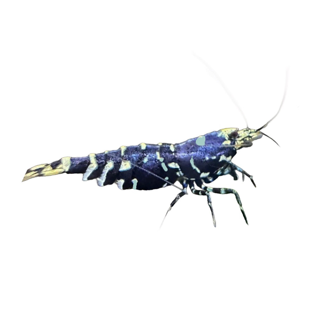 Shrimp Purple Galaxy