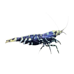 Shrimp Purple Galaxy