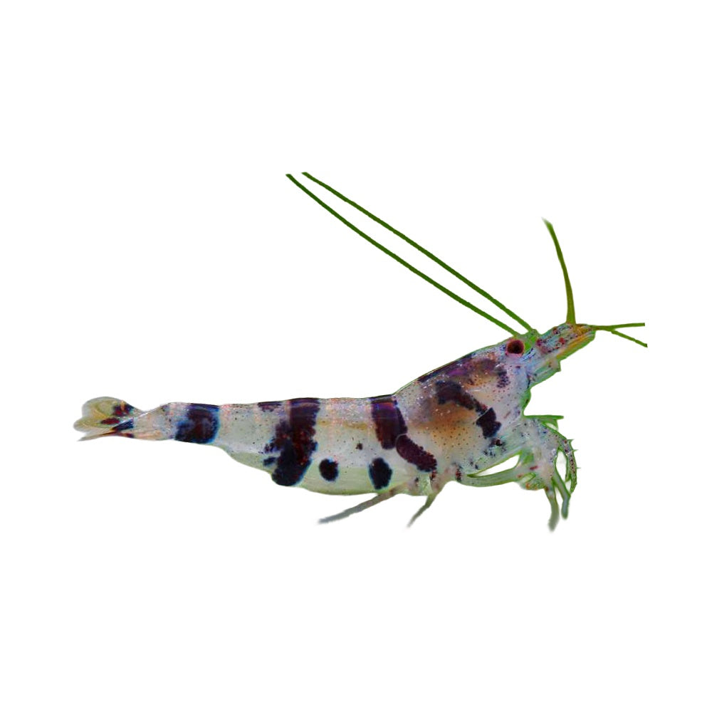 Shrimp Racoon Tiger